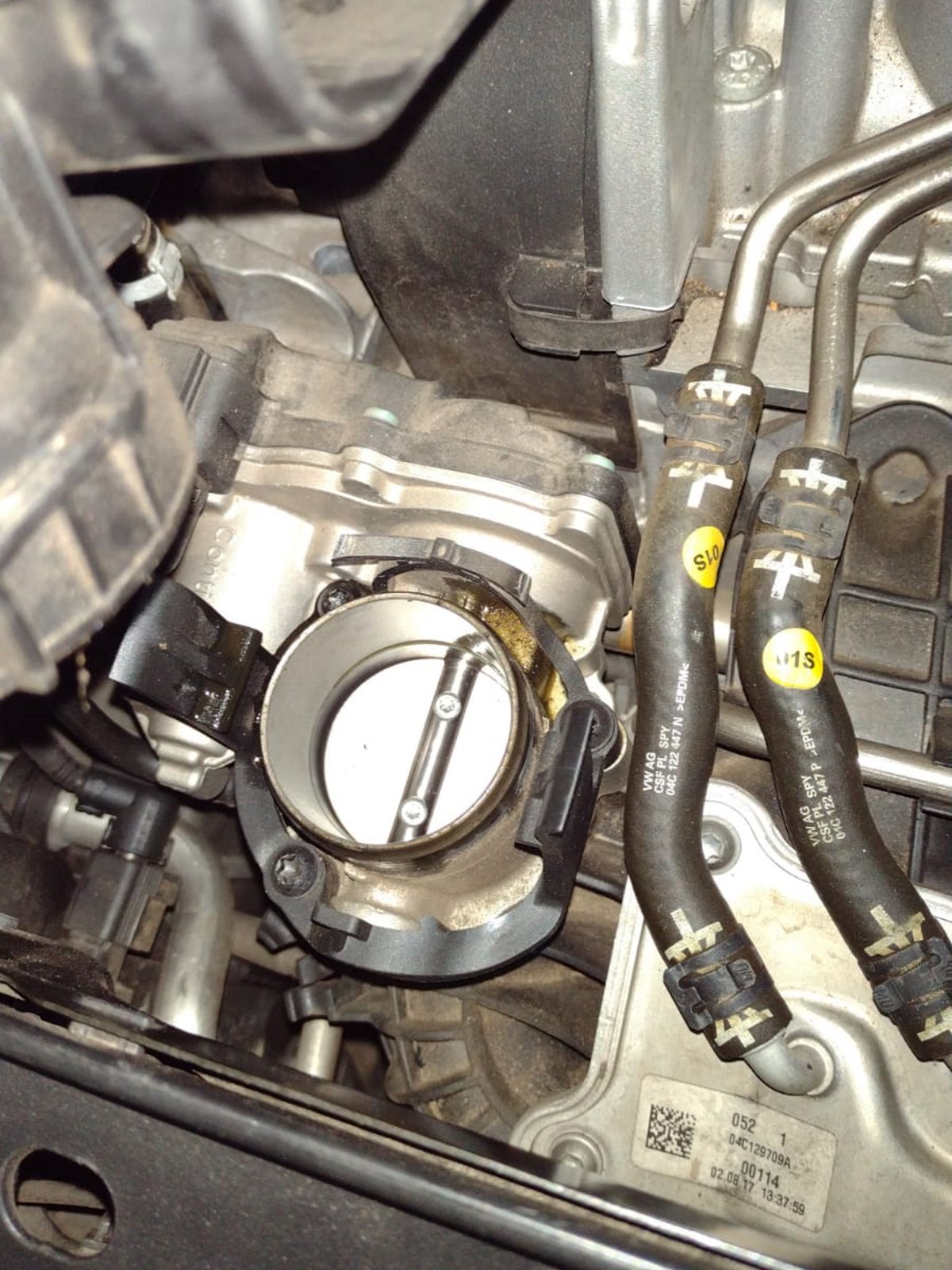 Corpo de Borboleta Limpo